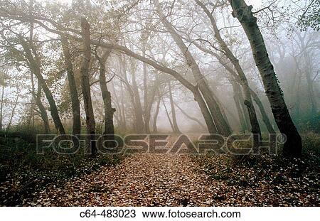 Riverine forest. Ebro river at Tudela. Navarra. Spain View Large Photo Image Stock Image - Riverine forest. Ebro river at Tudela. Navarra. Spain. Fotosearch