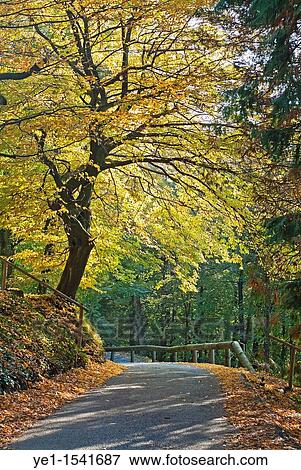 Stock Photo - Road among colorful trees during autumn, Ruy, Is? re, France. Fotosearch