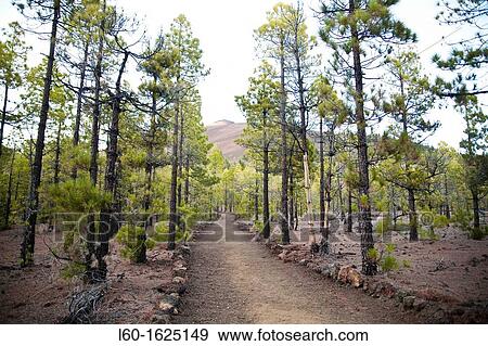 Road en Tenerife, Canary Islands, Spain View Large Photo Image Stock Photo - Road en Tenerife, Canary Islands, Spain. Fotosearch