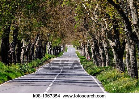Picture - road flanked by plane trees shade, Platanus hispanica, Caria, Beira Alta, Portugal, Europe.. Fotosearch