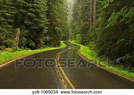 Road in spring rainforest View Large Photo Image Picture - Road in spring rainforest. Fotosearch