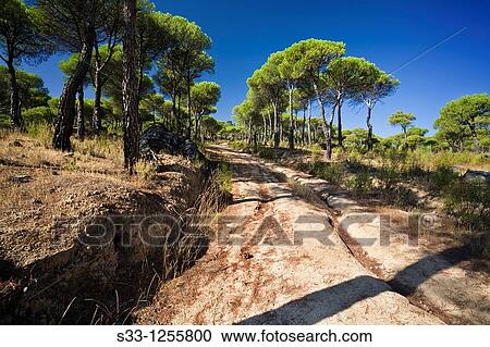 Road in the Concejo pinewood Cadalso de los Vidrios Madrid Spain View Large Photo Image Stock Image - Road in the Concejo pinewood Cadalso de los Vidrios Madrid Spain. Fotosearch