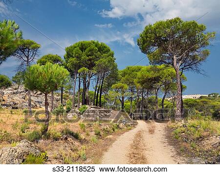 Road in the Concejo pinewood. Cadalso de los Vidrios. Madrid. Spain. View Large Photo Image Stock Photography - Road in the Concejo pinewood. Cadalso de los Vidrios. Madrid. Spain.. Fotosearch