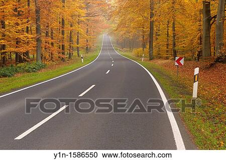 Road through beech Forest in Autumn, Germany, Bavaria, Spessart, Rothenbuch View Large Photo Image Stock Image - Road through beech Forest in Autumn, Germany, Bavaria, Spessart, Rothenbuch. Fotosearch