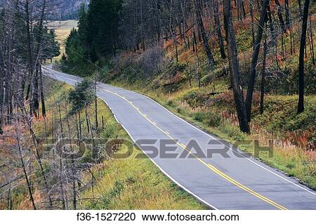 Road through burnt trees, Tower-Roosevelt Region, Yellowstone National Park, WYOMING View Large Photo Image Stock Image - Road through burnt trees, Tower-Roosevelt Region, Yellowstone National Park, WYOMING. Fotosearch