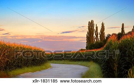 Road through maize fields, Horbourg-Wihr, Alsace, Haut-Rhin, France View Large Photo Image Stock Photography - Road through maize fields, Horbourg-Wihr, Alsace, Haut-Rhin, France. Fotosearch