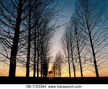 Picture - Road with trees. Fotosearch
