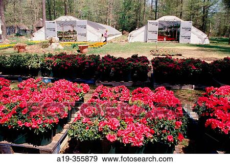 Roadside produce and flower market near Denton, Maryland. USA. View Large Photo Image Stock Photo - Roadside produce and flower market near Denton, Maryland. USA.. Fotosearch