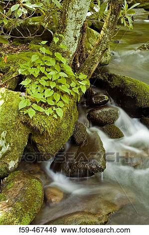Roaring Fork, Great Smoky Mtns NP, Tennessee, USA View Large Photo Image Stock Photo - Roaring Fork, Great Smoky Mtns NP, Tennessee, USA. Fotosearch