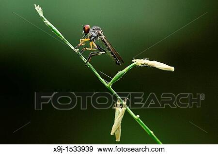 Stock Photo - Robber Fly, borneo. Fotosearch