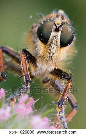 Stock Photograph - Robberfly, Evora, Portugal. Fotosearch