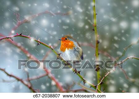 Robin (Erithacus rubecula) on branch in Hedgerow during snow flurry View Large Photo Image Stock Photo - Robin (Erithacus rubecula) on branch in Hedgerow during snow flurry. Fotosearch