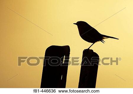 Robin (Erithacus rubecula) silhouette perched at sunset. View Large Photo Image Stock Photograph - Robin (Erithacus rubecula) silhouette perched at sunset.. Fotosearch
