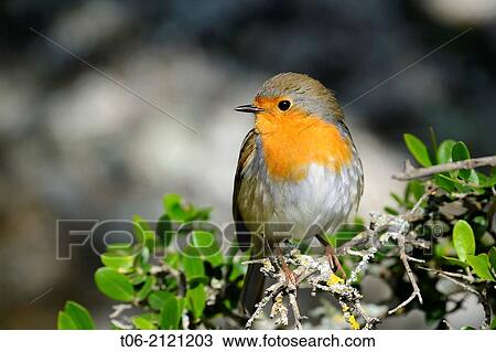 Stock Image - Robin perched on branch (Erithacus rubecula) Monfrague National Park, Unesco Biosphere Reserve, Extremadura, Spain, December 2013.. Fotosearch