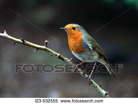 Stock Photography - robin. Fotosearch
