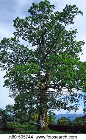 Roble (Quercus robur). Baixa Limia-Serra do Xur's Natural Park. Orense province, Galicia, Spain View Large Photo Image Picture - Roble (Quercus robur). Baixa Limia-Serra do Xur's Natural Park. Orense province, Galicia, Spain. Fotosearch