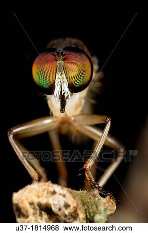 Robofly. Image taken at Satau, Senggi, Sarawak, Malaysia. View Large Photo Image Stock Photo - Robofly. Image taken at Satau, Senggi, Sarawak, Malaysia.. Fotosearch