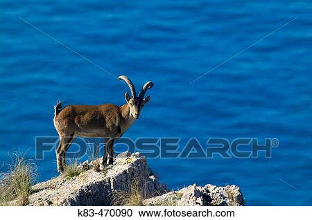 Stock Image - Rock Goat (Capra ibex). Parque Natural Sierras de Tejeda y Almijara. MBlaga province, Andalusia, Spain. Fotosearch