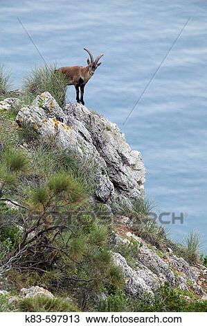 Stock Image - Rock Goat (Capra ibex). Parque Natural Sierras de Tejeda y Almijara. MBlaga province, Spain. Fotosearch