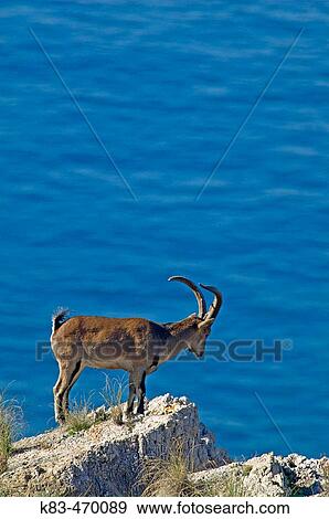 Stock Photo - Rock Goat (Capra ibex). Parque Natural Sierras de Tejeda y Almijara. MBlaga province, Andalusia, Spain. Fotosearch