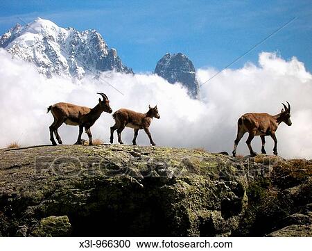 Rock Goats Capra ibex Aiguilles Rouges natural park Massif of Mont-Blanc French Alps View Large Photo Image Stock Image - Rock Goats Capra ibex Aiguilles Rouges natural park Massif of Mont-Blanc French Alps. Fotosearch