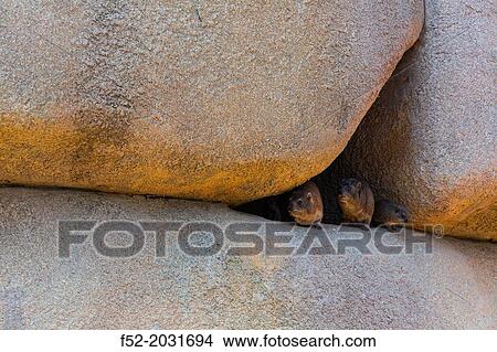 Rock hyrax (Procavia capensis) or Cape hyrax, Namib, Africa View Large Photo Image Picture - Rock hyrax (Procavia capensis) or Cape hyrax, Namib, Africa. Fotosearch