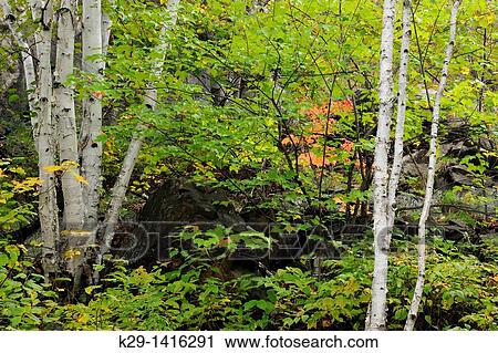 Rock outcrop in a naturalized backyard, with birch trees Greater Sudbury Ontario View Large Photo Image Stock Image - Rock outcrop in a naturalized backyard, with birch trees Greater Sudbury Ontario. Fotosearch