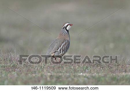 Rock partridge Alectoris graeca View Large Photo Image Stock Photo - Rock partridge Alectoris graeca. Fotosearch