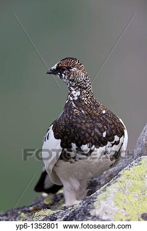 Rock Ptarmigan, Lagopus mutus, standing on rock, Niederhorn, Bernese Oberland, Switzerland View Large Photo Image Stock Image - Rock Ptarmigan, Lagopus mutus, standing on rock, Niederhorn, Bernese Oberland, Switzerland. Fotosearch
