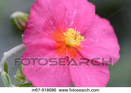 Rock rose flower Helianthemum genus close up England UK View Large Photo Image Stock Photograph - Rock rose flower Helianthemum genus close up England UK. Fotosearch