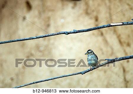 Rock Sparrow (Petronia petronia) View Large Photo Image Stock Image - Rock Sparrow (Petronia petronia). Fotosearch