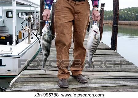 Rockfish stripped bass on the eastern shore of Maryland View Large Photo Image Stock Photo - Rockfish stripped bass on the eastern shore of Maryland. Fotosearch