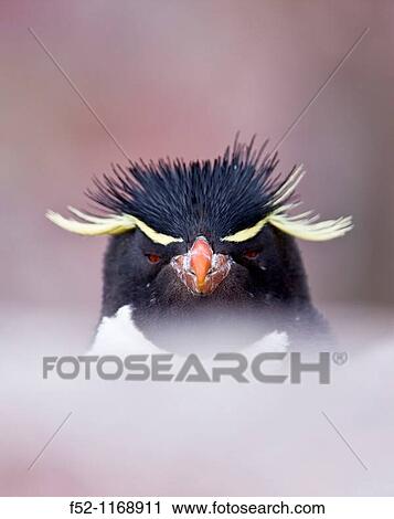 Rockhopper Penguin (Eudyptes chrysocome), Penguin Island, Puerto Deseado, Patagonia, Argentina View Large Photo Image Stock Image - Rockhopper Penguin (Eudyptes chrysocome), Penguin Island, Puerto Deseado, Patagonia, Argentina. Fotosearch