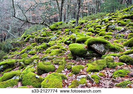 Rocks with moss in Canencia birch. Sierra de Guadarrama. Madrid. Spain. View Large Photo Image Picture - Rocks with moss in Canencia birch. Sierra de Guadarrama. Madrid. Spain.. Fotosearch