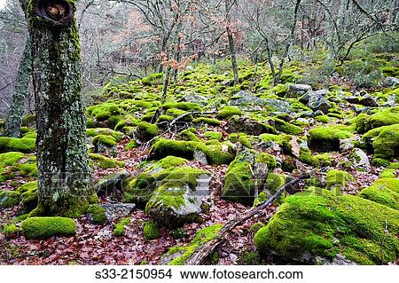 Rocks with moss in Canencia birch. Sierra de Guadarrama. Madrid. Spain. View Large Photo Image Picture - Rocks with moss in Canencia birch. Sierra de Guadarrama. Madrid. Spain.. Fotosearch