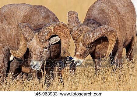Rocky Mountain Bighorn Sheep (Ovis canadensis canadensis), Jasper National Park, Alberta, Canada View Large Photo Image Stock Image - Rocky Mountain Bighorn Sheep (Ovis canadensis canadensis), Jasper National Park, Alberta, Canada. Fotosearch
