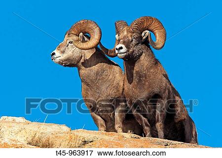 Rocky Mountain Bighorn Sheep (Ovis canadensis canadensis), Jasper National Park, Alberta, Canada View Large Photo Image Stock Photo - Rocky Mountain Bighorn Sheep (Ovis canadensis canadensis), Jasper National Park, Alberta, Canada. Fotosearch