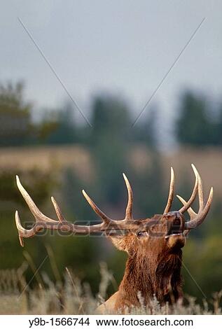 ROCKY MOUNTAIN ELK Cervus canadensis nelsonii bull bugling in fall, Yellowstone National Park, Wyoming, USA View Large Photo Image Picture - ROCKY MOUNTAIN ELK Cervus canadensis nelsonii bull bugling in fall, Yellowstone National Park, Wyoming, USA. Fotosearch