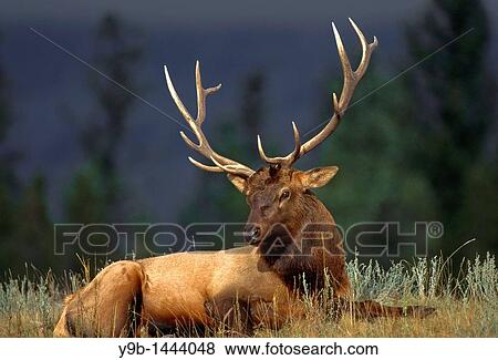 ROCKY MOUNTAIN ELK Cervus canadensis nelsonii bull male in peak shape for fall rut, Yellowstone National Park, Wyoming, USA View Large Photo Image Stock Photo - ROCKY MOUNTAIN ELK Cervus canadensis nelsonii bull male in peak shape for fall rut, Yellowstone National Park, Wyoming, USA. Fotosearch