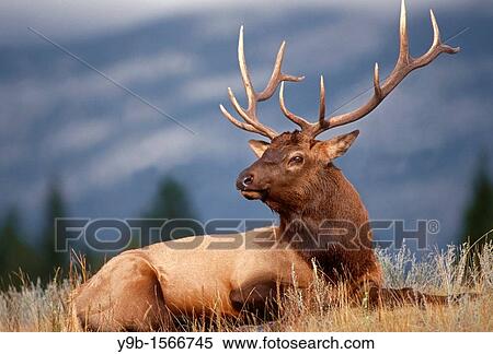 ROCKY MOUNTAIN ELK Cervus canadensis nelsonii bull in peak shape for fall, Yellowstone National Park, Wyoming, USA View Large Photo Image Stock Photography - ROCKY MOUNTAIN ELK Cervus canadensis nelsonii bull in peak shape for fall, Yellowstone National Park, Wyoming, USA. Fotosearch