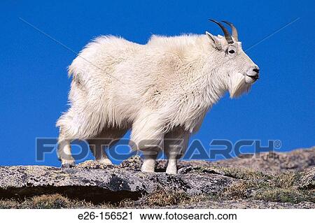 Rocky Mountain Goat (Oreamnos americanus). Mount Evans, Colorado, USA View Large Photo Image Stock Image - Rocky Mountain Goat (Oreamnos americanus). Mount Evans, Colorado, USA. Fotosearch