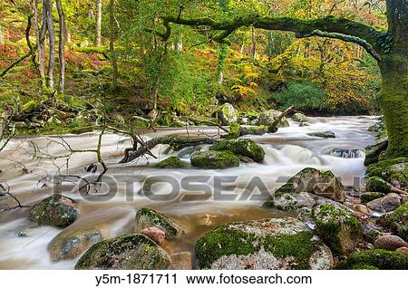 Rocky River Plym flowing through Dewerstone Wood near Shaugh Prior in Dartmoor National Park, Devon, England, UK, Europe View Large Photo Image Stock Image - Rocky River Plym flowing through Dewerstone Wood near Shaugh Prior in Dartmoor National Park, Devon, England, UK, Europe. Fotosearch