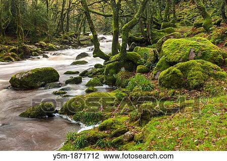 Rocky River Plym flowing through Dewerstone Wood near Shaugh Prior in Dartmoor National Park, Devon, England, UK, Europe View Large Photo Image Stock Image - Rocky River Plym flowing through Dewerstone Wood near Shaugh Prior in Dartmoor National Park, Devon, England, UK, Europe. Fotosearch