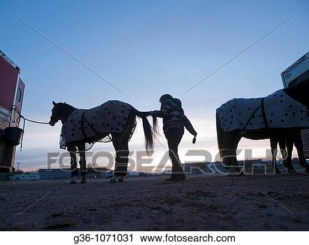 Rodeo horses at dawn with their owner prepping them at the Tucson Rodeo in Tucson, Arizona, United States View Large Photo Image Stock Image - Rodeo horses at dawn with their owner prepping them at the Tucson Rodeo in Tucson, Arizona, United States. Fotosearch