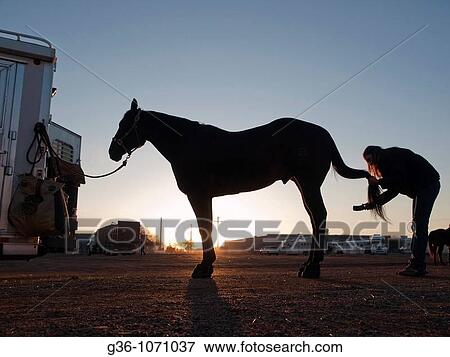 Rodeo horses at dawn with their owner prepping them at the Tucson Rodeo in Tucson, Arizona, United States View Large Photo Image Stock Photo - Rodeo horses at dawn with their owner prepping them at the Tucson Rodeo in Tucson, Arizona, United States. Fotosearch