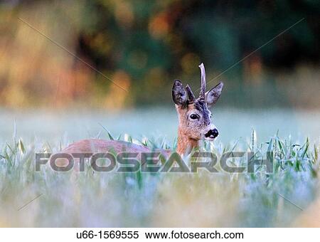 Roe deer Capreolus capreolus buck with one horn Botkyrka Sweden. View Large Photo Image Stock Photography - Roe deer Capreolus capreolus buck with one horn Botkyrka Sweden.. Fotosearch