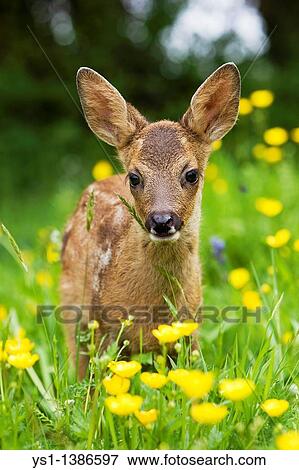 Roe Deer, capreolus capreolus, Fawn with Yellow Flowers, Normandy View Large Photo Image Stock Photo - Roe Deer, capreolus capreolus, Fawn with Yellow Flowers, Normandy. Fotosearch