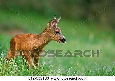 Roe deer (Capreolus capreolus) fawn View Large Photo Image Stock Photograph - Roe deer (Capreolus capreolus) fawn. Fotosearch