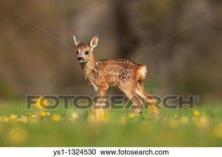 Stock Image - Roe Deer, capreolus capreolus, Foan with Flowers, Normandy. Fotosearch