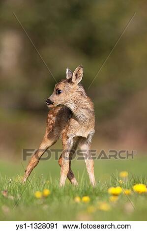 Stock Image - Roe Deer, capreolus capreolus, Foan with Flowers, Normandy. Fotosearch